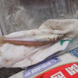 白灯台波止も落ちギス不在