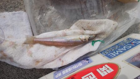 白灯台波止も落ちギス不在