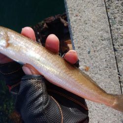 ラスト淡路釣行