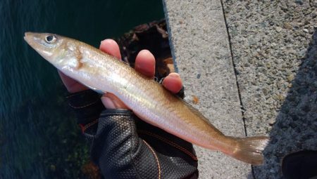 ラスト淡路釣行