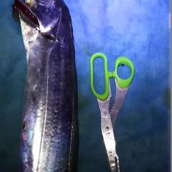 南芦屋浜へタチウオを釣りに行きました。