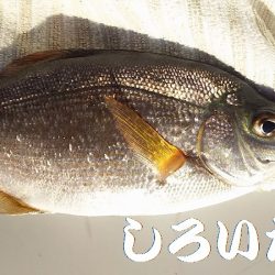 いろいろ釣れました。