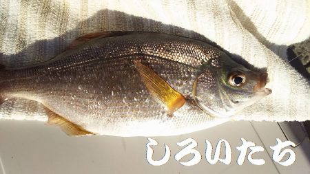 いろいろ釣れました。