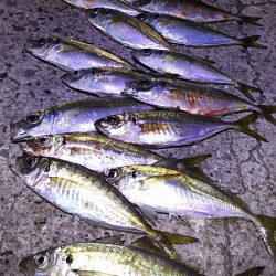 いいサイズのアジ達とハマチ