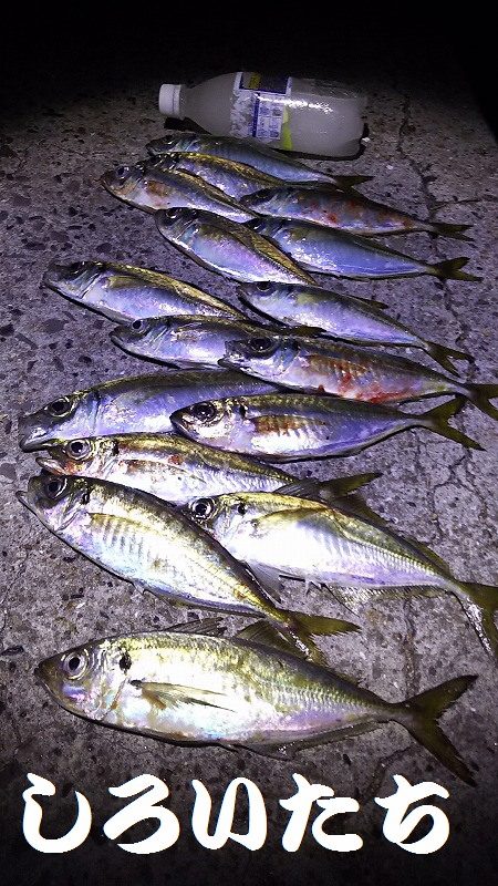 いいサイズのアジ達とハマチ