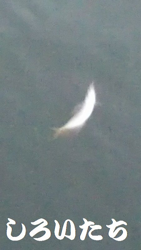 姫路で釣り収め?