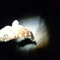 短時間メバリング