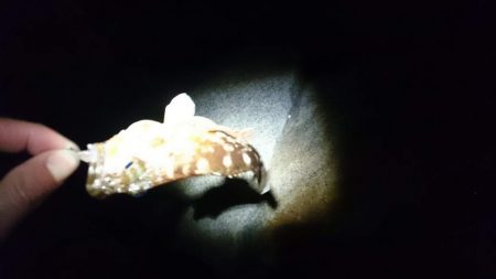 短時間メバリング