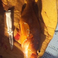 メーターオーバー来たー