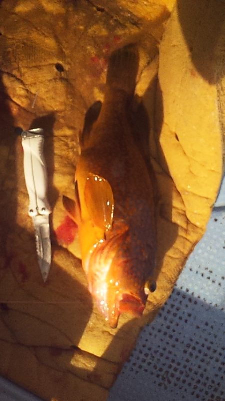 メーターオーバー来たー