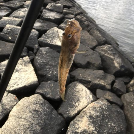 エビ撒きハネ釣りなんですけど何か？