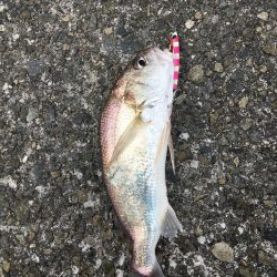 2019年終盤に今年初魚種