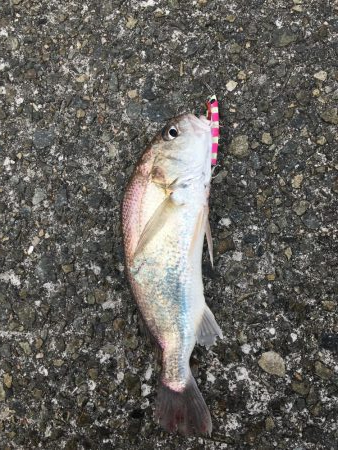 2019年終盤に今年初魚種