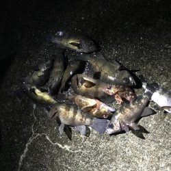 今シーズン初メバリング釣行