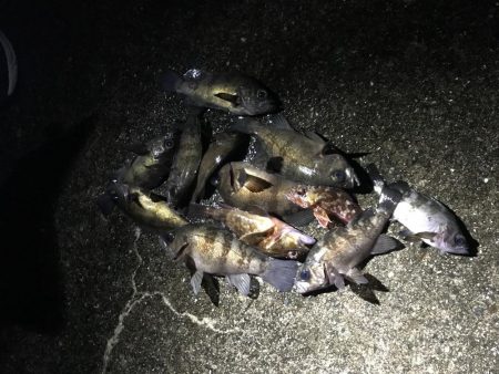 今シーズン初メバリング釣行