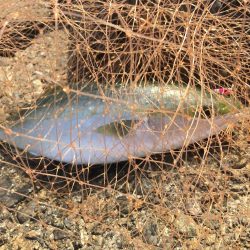 2019年は青物で締めくくり！