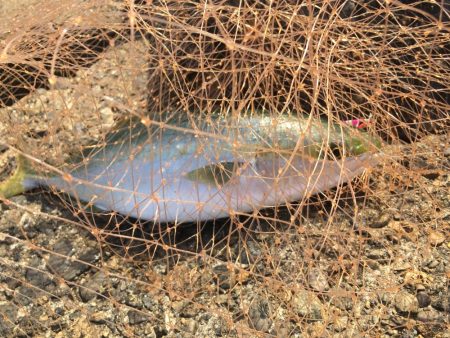 2019年は青物で締めくくり！