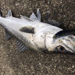 デイシーバス釣り