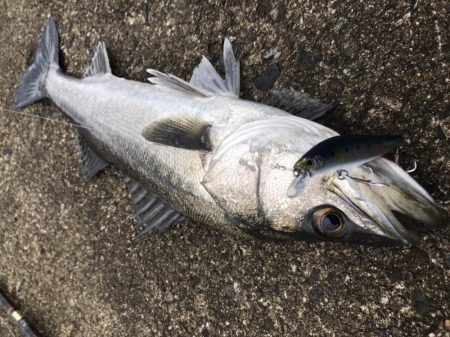 デイシーバス釣り