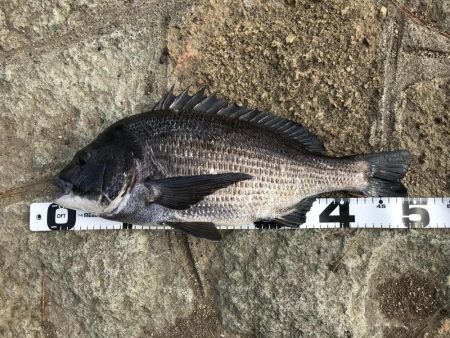 イチノ兄弟、釣果！