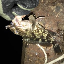 年内最後のアジング