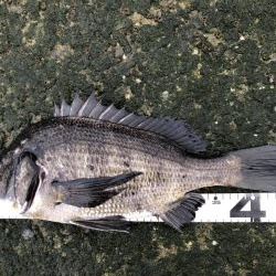 イチノ兄弟、釣果！