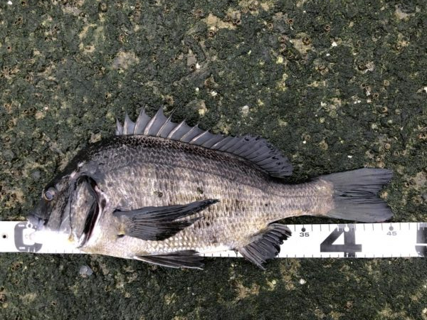 イチノ兄弟、釣果！