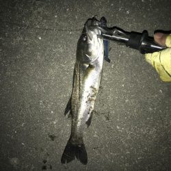 シーバス厳しい