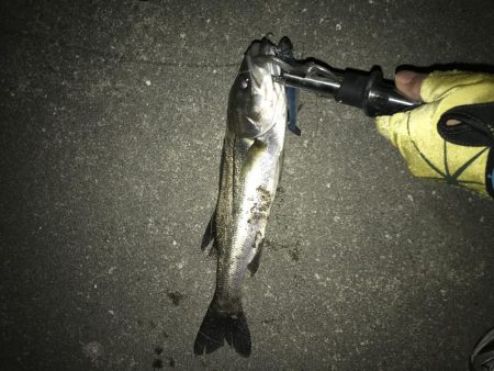 シーバス厳しい