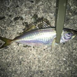 アジングとサプライズ