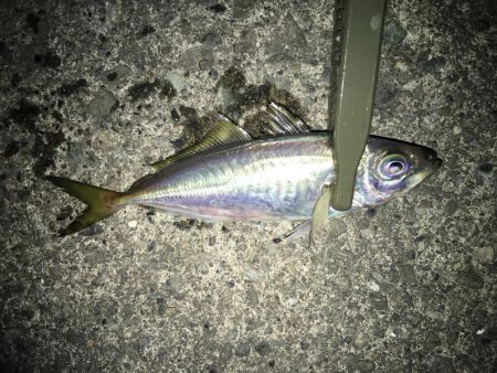 アジングとサプライズ