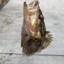 夕まずめメバリング