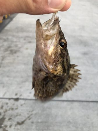 夕まずめメバリング