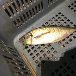 プラグで尺アジ 降臨 だがメバルが良かったな…