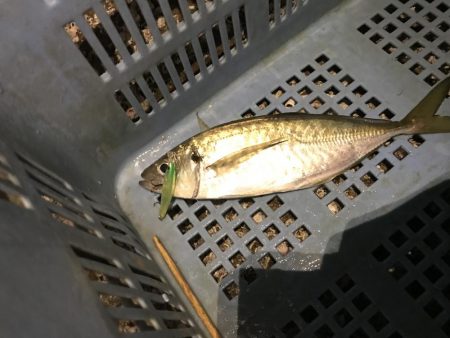 プラグで尺アジ 降臨 だがメバルが良かったな…