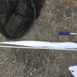 この時期とは思えない爆釣