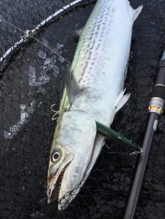 湯梨浜町サゴシ、サバ回遊。
