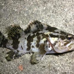 夜ライトロック