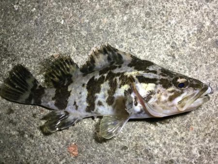 夜ライトロック