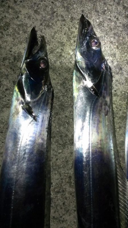 まだまだイケる