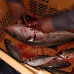 あじ喰う夜ハマチ