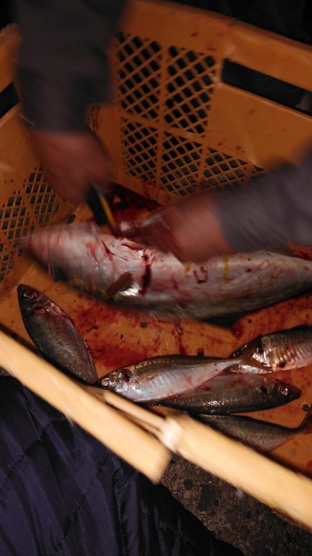 あじ喰う夜ハマチ