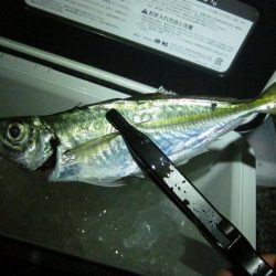 加太大波止でサバが釣れました