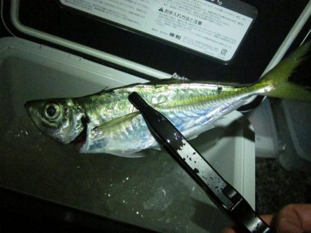 加太大波止でサバが釣れました