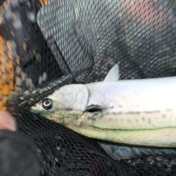 今年最後のカヤックフィッシング！？