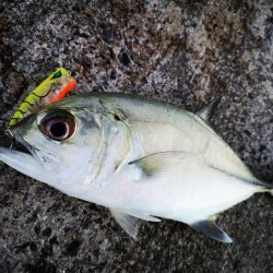 久しぶりのお出掛けでギンガメアジ