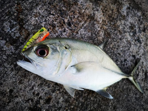 久しぶりのお出掛けでギンガメアジ