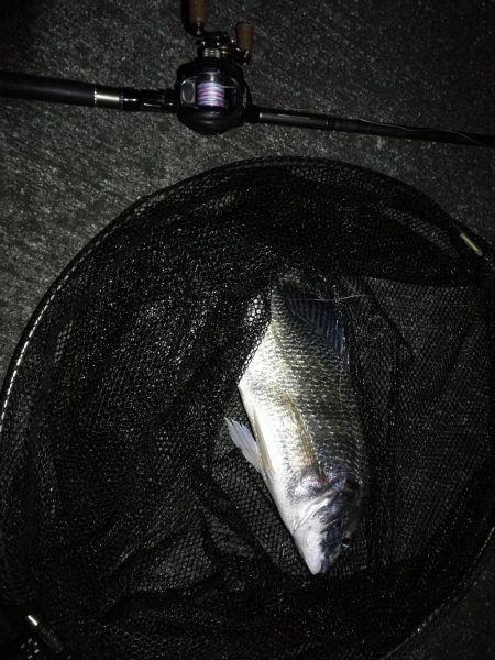 南港へち釣行 （12/05 南港ヘチ釣り キビレチヌ 43.5cm、ハゼ 釣果有り）