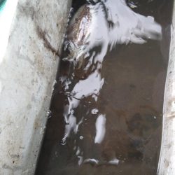 奇跡の根がかり王!