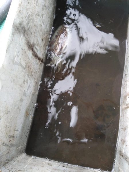 奇跡の根がかり王!